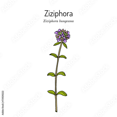 Ziziphora bungeana honey and medicinal plant.