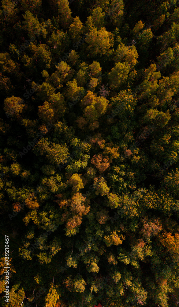 Aerial view of Autumn forest Aerial view of Autumn forest