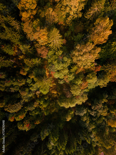 Aerial view of Autumn forest