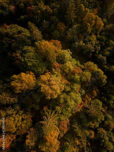 Aerial view of Autumn forest