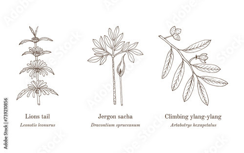 Collection of edible and medicinal plants