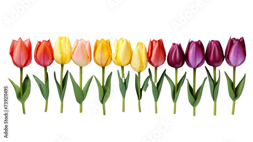 row of colorful tulip flowers on transparent background, Png format.