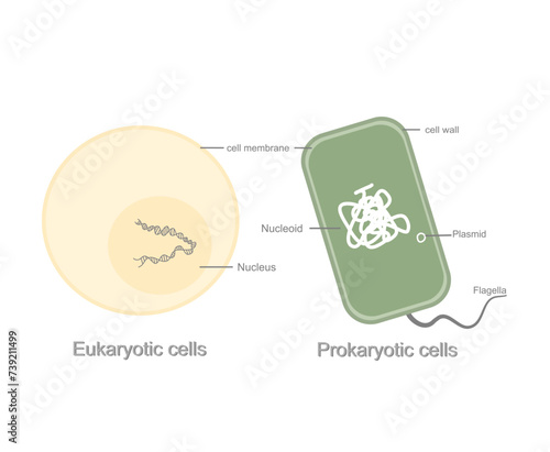 The picture represents the structural comparison of living organism between Eukaryotic and Prokaryotic cell that shows in different important organelle.