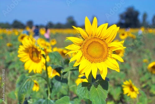 sunflower field in summer. Sunflower in the garden at Saraburi photo