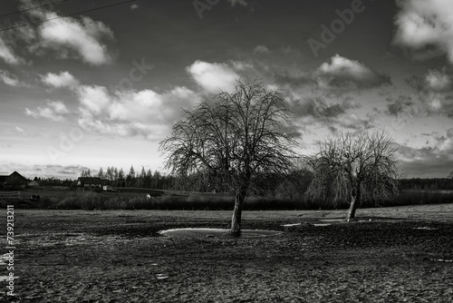 Fototapeta Naklejka Na Ścianę i Meble -  two trees in the field in black and white