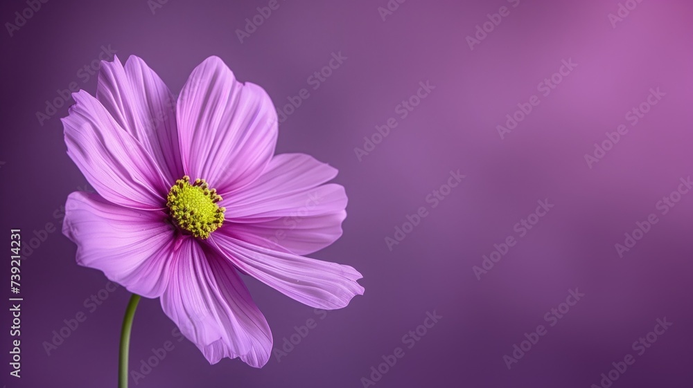 A purple cosmos flower isolated on purple