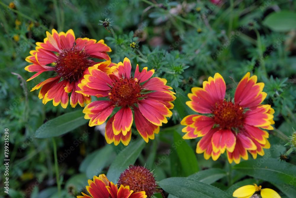 Red with a yellow fringe Gaillardia pulchella, also known as firewheel, Indian blanket, Indian blanket flower, in bloom. Red with a yellow fringe Gaillardia pulchella, also known as firewheel, Indian blanket, Indian blanket flower, in bloom.