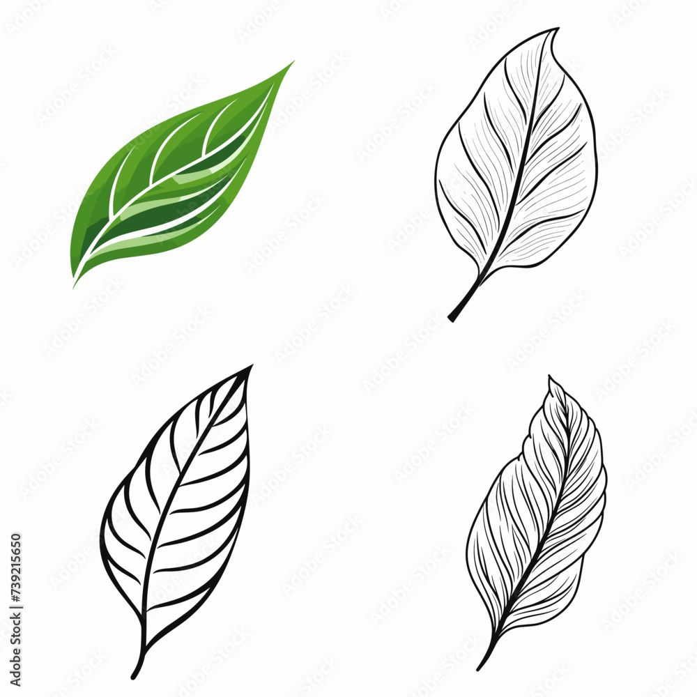 Botanical Leaf (Illustration of a Botanical Leaf) simple minimalist isolated in white background vector illustration