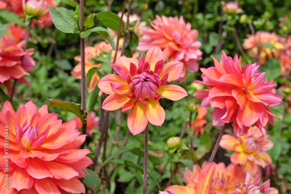 Pink and yellow decorative dahlia 'Kilburn Rose' in flower.
