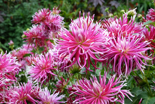 Striking pink cactus dahlia  Hollyhill Spiderwoman  in flower.