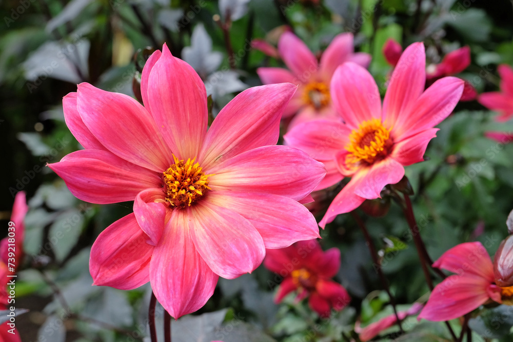 Bright pink single dahlia 'Twyning's Revel' in flower. Bright pink single dahlia 'Twyning's Revel' in flower.