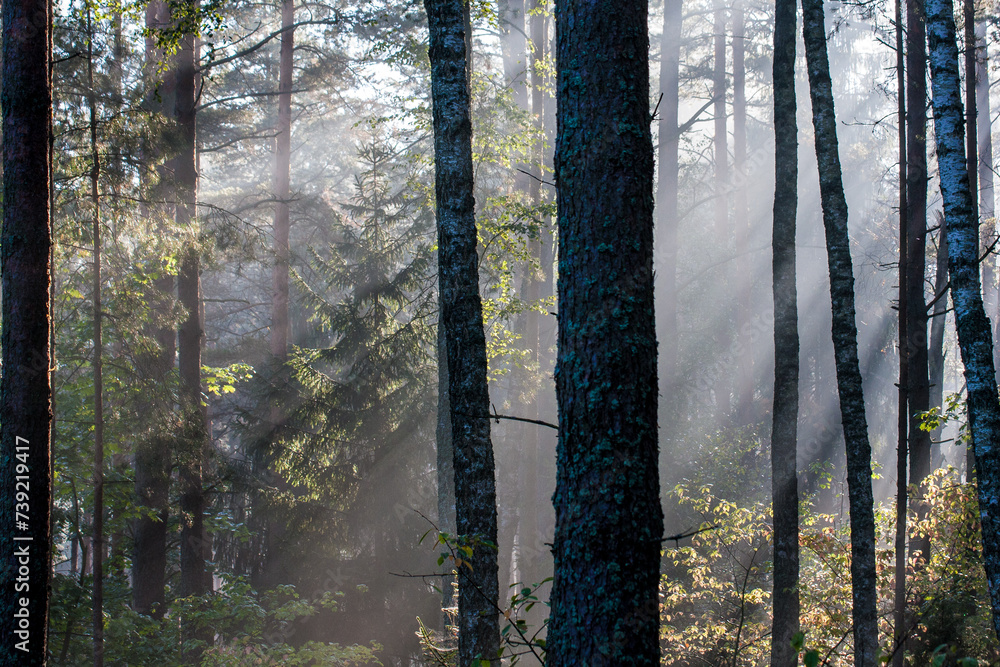Rozproszone promienie słoneczne w lesie - obrazy, fototapety, plakaty 