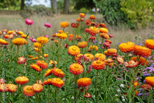 Orange and red Xerochrysum also know as strawflower or golden everlasting in flower. photo