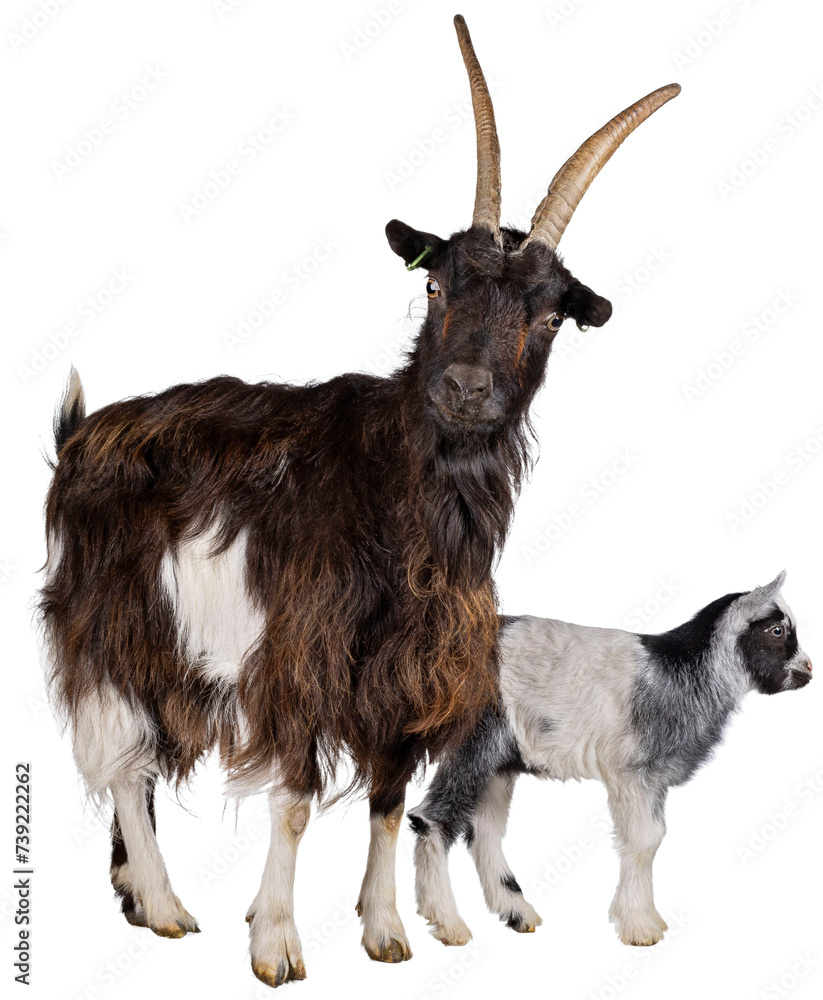 Φωτογραφία Mother adult brown Dutch Land race goat standing together with black and white baby goat
