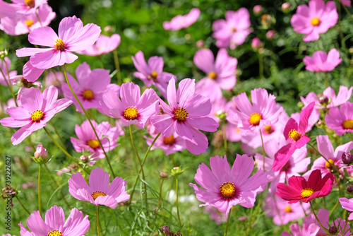 Pink Cosmos bipinnatus, commonly called the garden cosmos or Mexican aster, in flower.