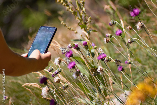 shooting mountain flowers