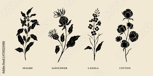 Set of flat vector sesame, safflower, canola, cotton