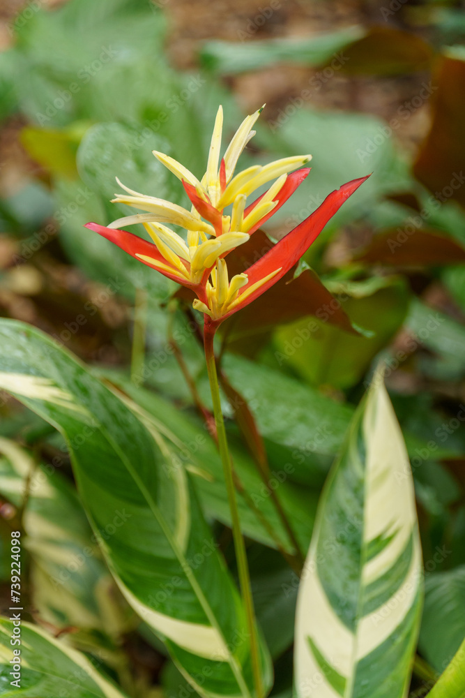 Fototapeta premium Garten in Singapur