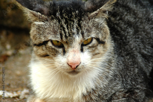 Photo close up portrait of a cat