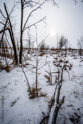 Day in the winter forest . Blue sky and clouds. Snow in the forest . Woods in snow . Mystery forest in wintertime . 