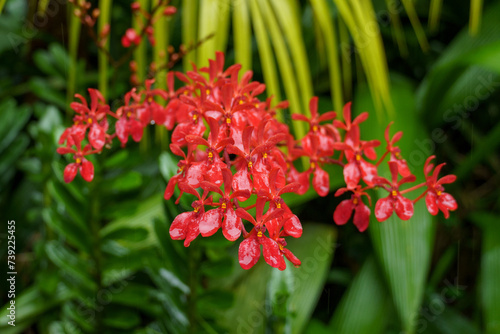 Garten in Singapur