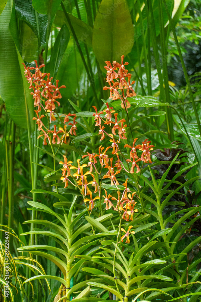 Fototapeta premium Garten in Singapur