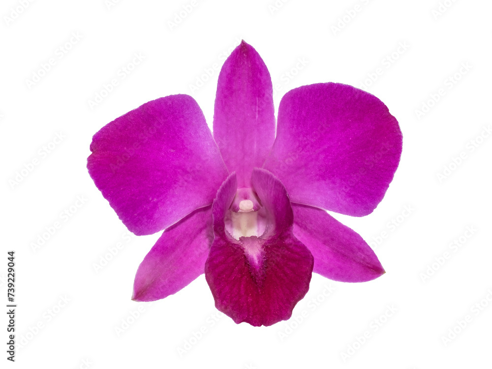 Close-up of single purple Orchid flower isolated on white background. Close-up of single purple Orchid flower isolated on white background.
