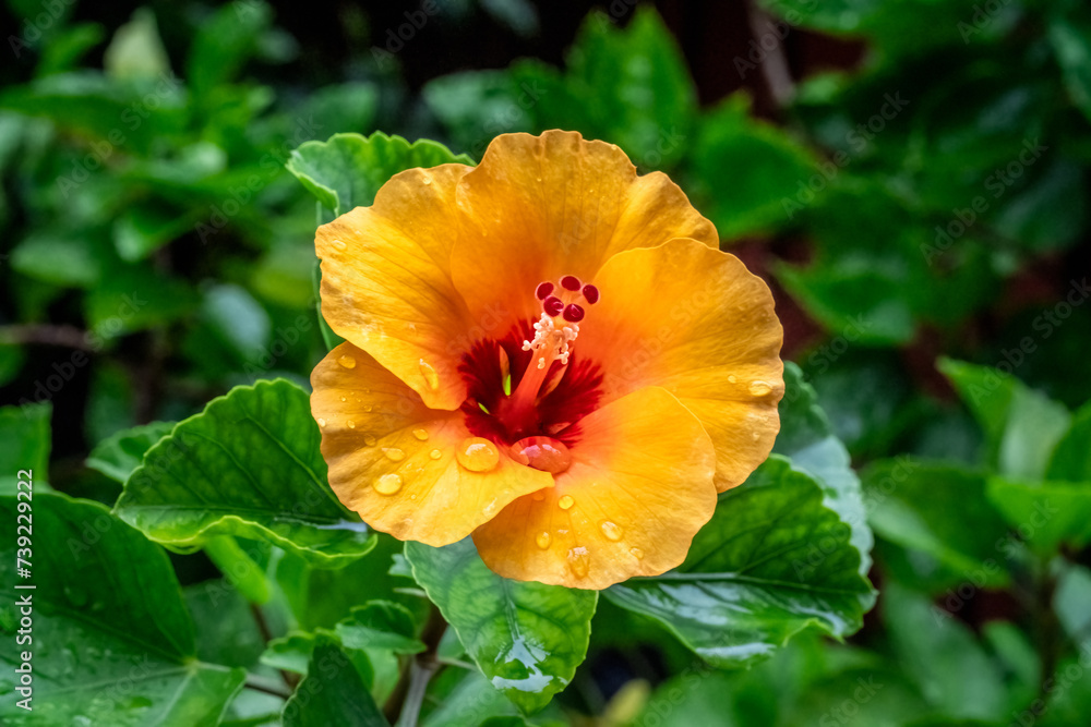Hibiscus, Chinese Rose, Rose Mallow, beautiful orange flower in garden Hibiscus, Chinese Rose, Rose Mallow, beautiful orange flower in garden