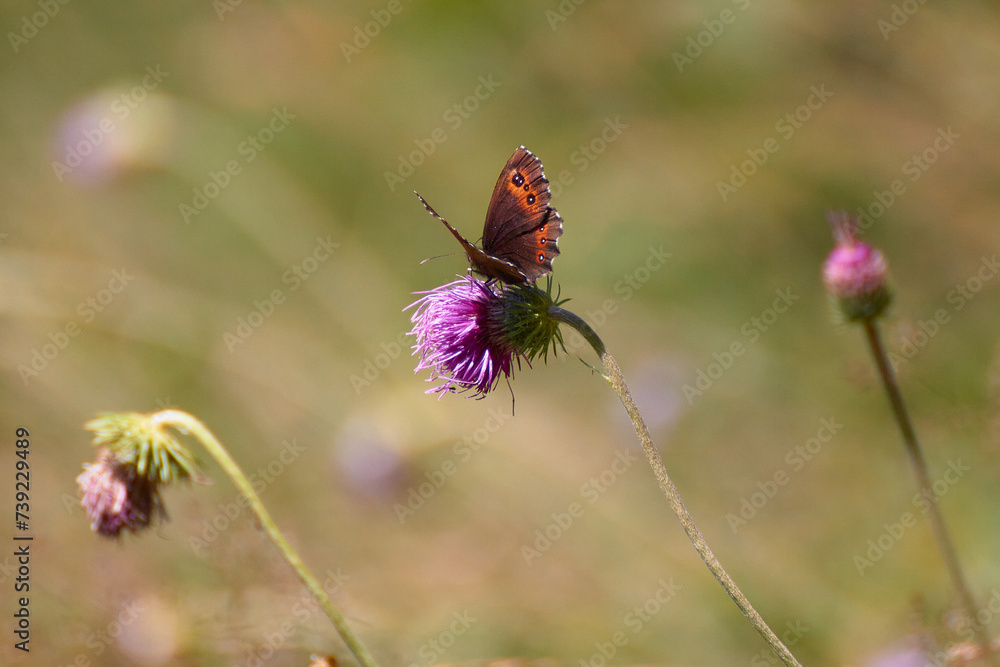 Various butterflyes on coloured flower Various butterflyes on coloured flower