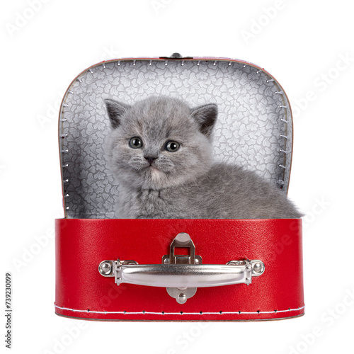 Cute blue tortie British Shorthair cat kitten, sitting in little red suitcase. Looking straight to camera. Isolated cutout on a transparent background. photo