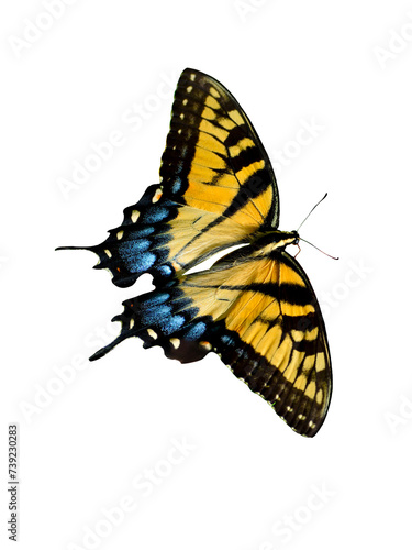 butterfly isolated