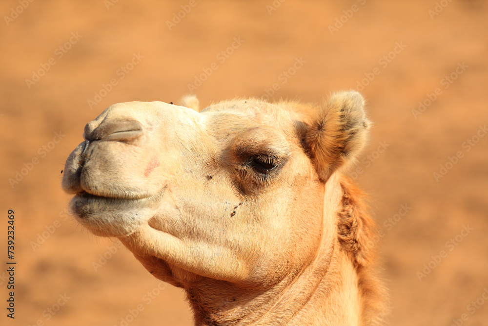 Obraz premium Dromedar in der WÃ¼ste..