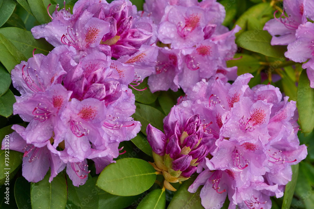 Rhododendron Blüten im Frühjahr
