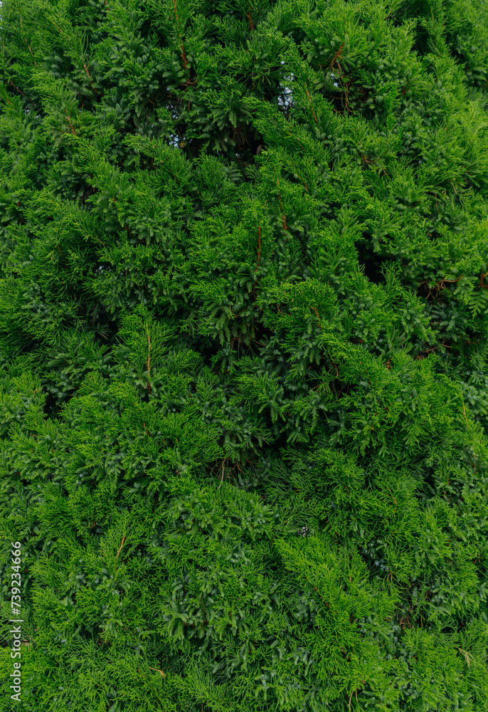 Abstract background of spruce branch. Beautiful branch of spruce with needles. Christmas tree in nature. Green spruce. Spruce close-up. Abstract background of spruce branch. Beautiful branch of spruce with needles. Christmas tree in nature. Green spruce. Spruce close-up.