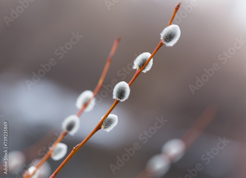 Willow branches with catkins on the blurred background.