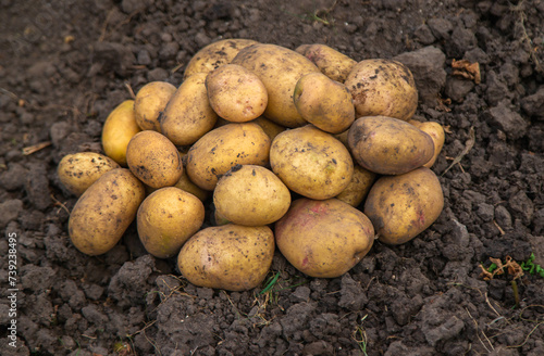 Potato harvest in the garden. selective focus.