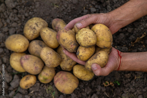 Potato harvest in the garden in hands. selective focus.