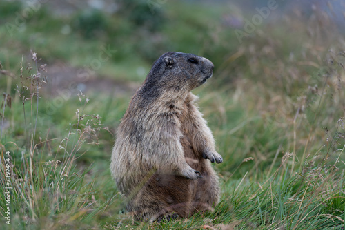 Marmota  at  the Grossglockner © Herbert