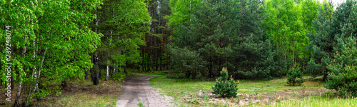 dirt road through a green forest