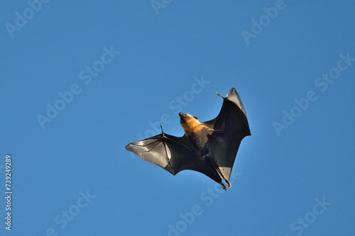 Fruit bat, flying fox flying on hot sunny day, blue sky, Mahe, Seychelles 