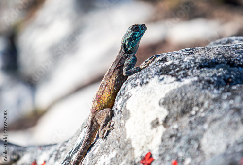 Small beautiful cute colorful lizard in wild nature on stone. Reptile yellow brown color body, turquoise blue green head. Summer animal wildlife background. side view, close up lacertian. South Africa