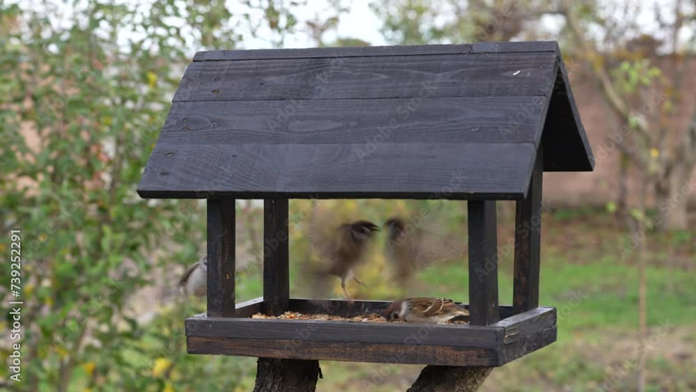 Wooden bird feeder in the form of a house on an autumn garden, close up. Behavior of birds at the feeder with seeds. There are sparrows and tits in the feeder. Bustle of birds at the feeder Wooden bird feeder in the form of a house on an autumn garden, close up. Behavior of birds at the feeder with seeds. There are sparrows and tits in the feeder. Bustle of birds at the feeder