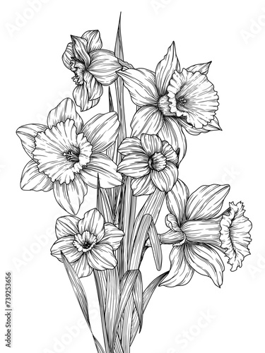 Vector illustration graphic bouquet of daffodils flowers in engraving style