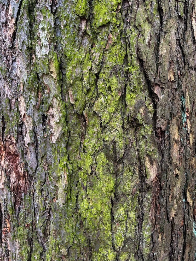 Texture of pine bark covered with moss Texture of pine bark covered with moss