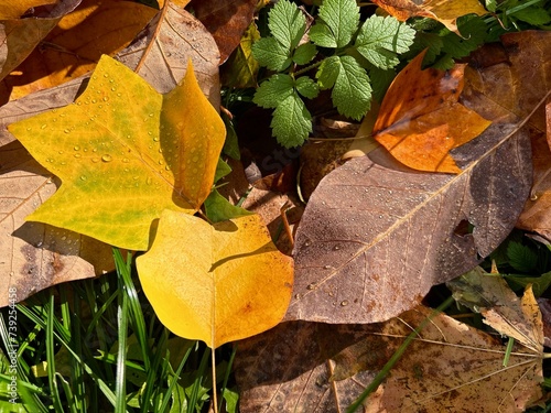 Fallen magnolia and tulip tree leaves with drops of water in autumn park