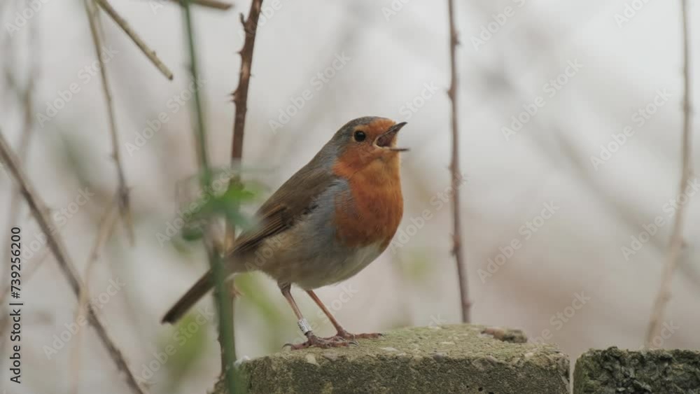 Close up of robin bird chirping in natural setting Close up of robin bird chirping in natural setting