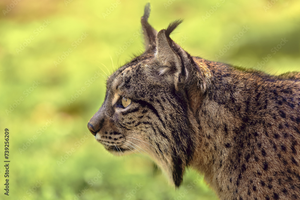 Obraz premium Profile of a lynx with an intense gaze in natural habitat.