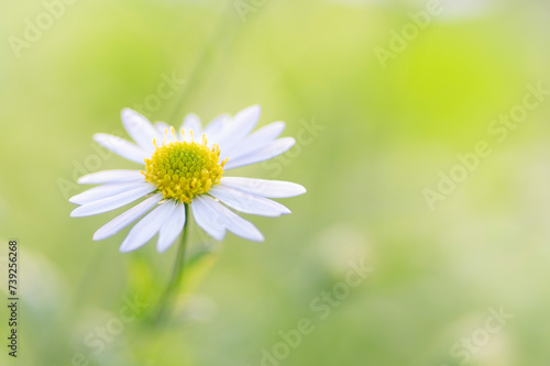 Fototapeta Naklejka Na Ścianę i Meble -  野原に咲く菊科の白い花