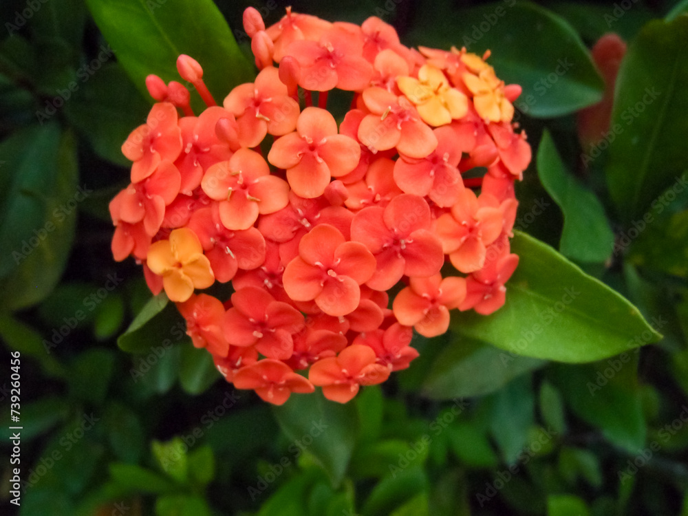 Fototapeta premium Close-up of Chinese ixora in the garden with green leaves. Flower and plant.