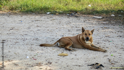 Stray dogs in the countryside, dog in the sand, Stray dog ​​sleeping on the sand, brown dog sleep, dog homeless copy space © lichichu